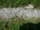 Frederick Wilhelm Uerlings - Headstone